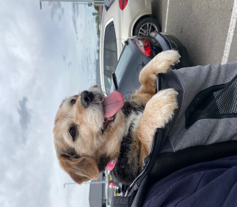 Cómo-viajar-con-tu-mascota