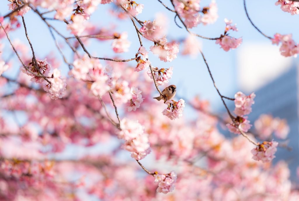mejores-epocas-para-visitar-japon