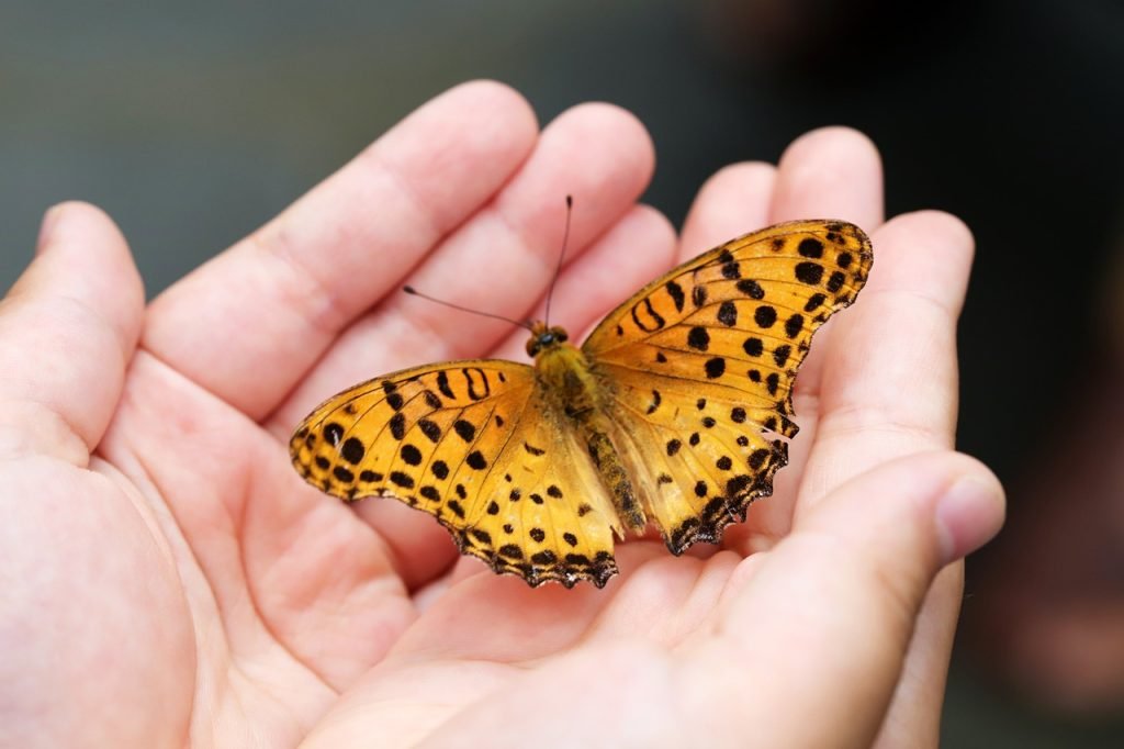 Cuánto-vive-una-mariposa