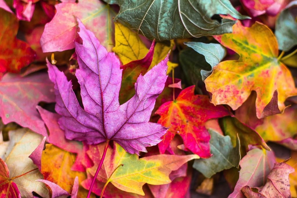 Cuándo-Empieza-el-Otoño