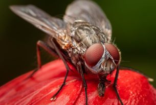 Cuánto-vive-una-mosca