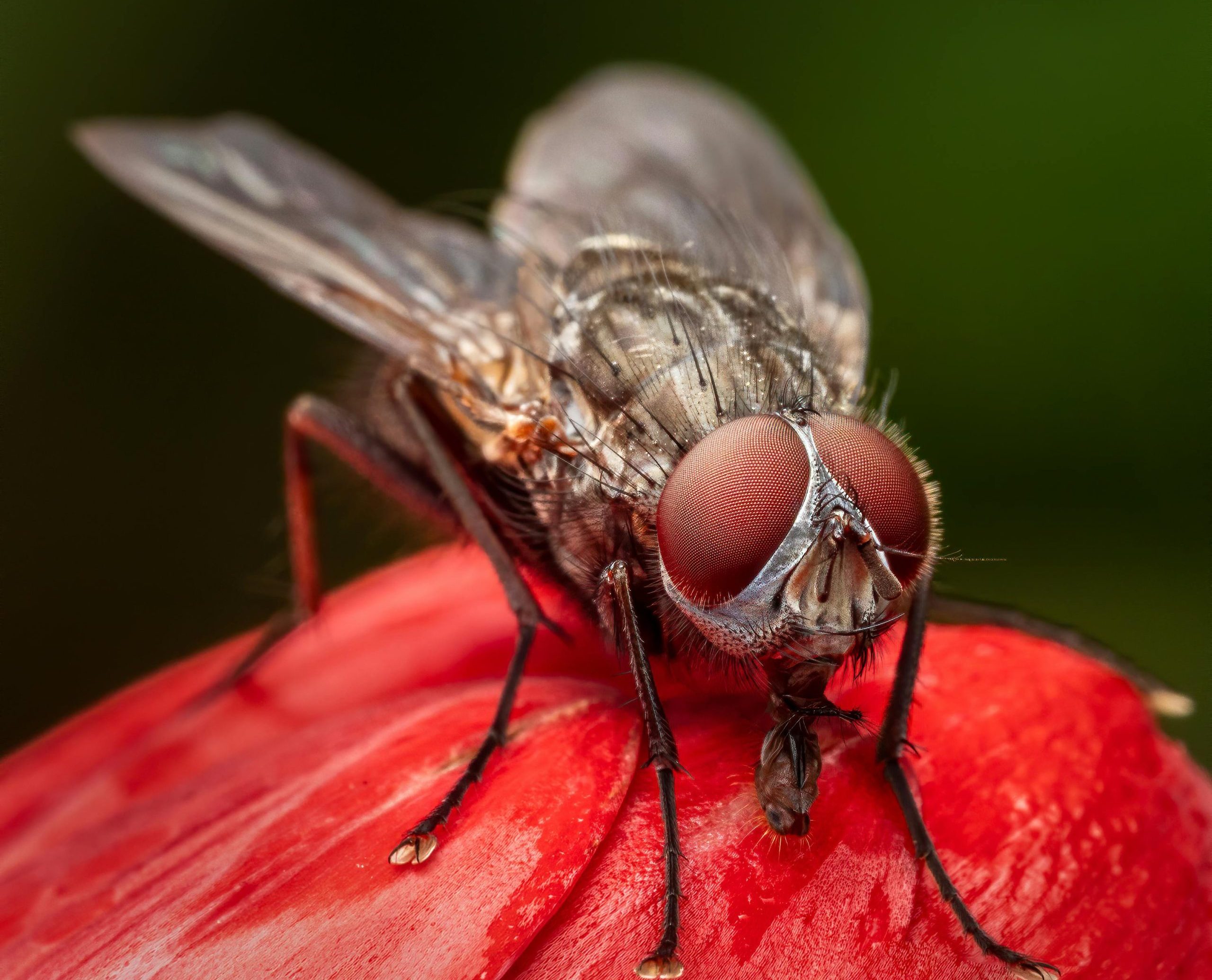 Cuánto-vive-una-mosca