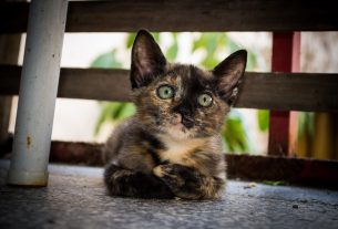 Cuánto-dura-el-celo-de-una-gata