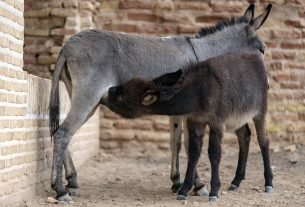 como-se-llama-la-cria-del-burro