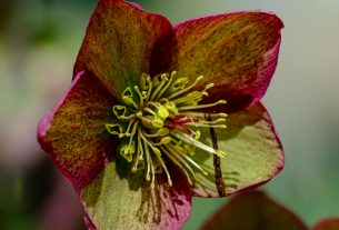 cuando-empieza-la-primavera-2025