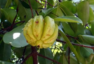 garcinia-cambogia-para-que-sirve