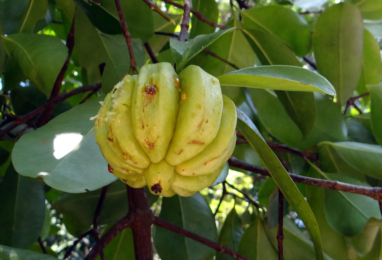 garcinia-cambogia-para-que-sirve