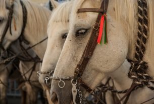 cuando-es-la-feria-de-jerez-2025