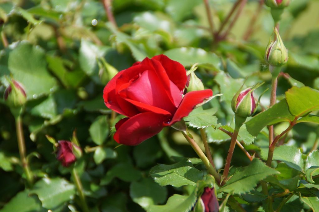 cuando-se-podan-los-rosales