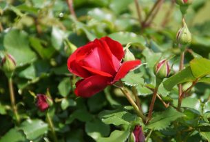 cuando-se-podan-los-rosales