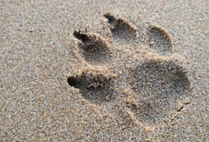 crema-almohadillas-perro