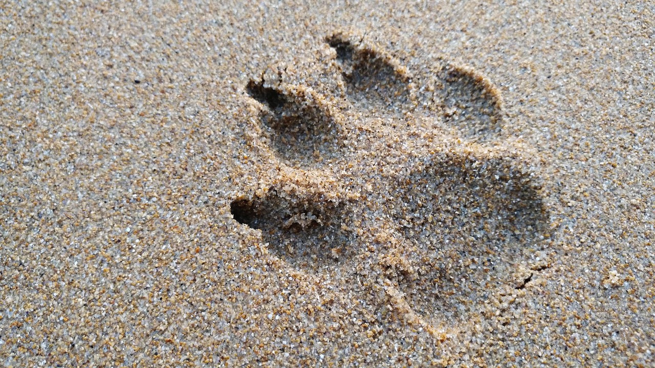 crema-almohadillas-perro