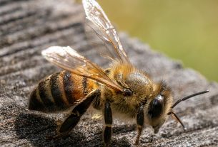 que-hacer-cuando-te-pica-una-avispa