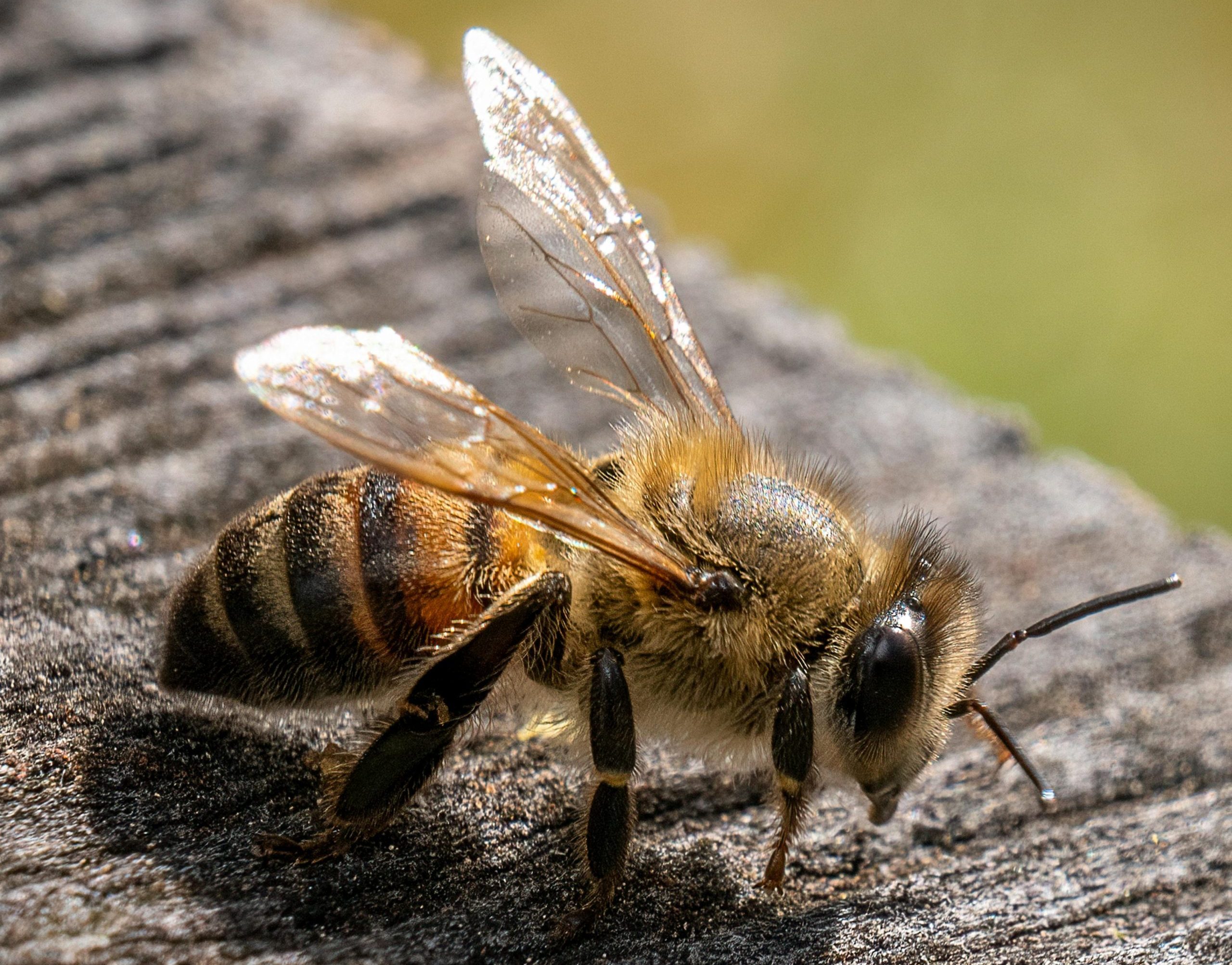 que-hacer-cuando-te-pica-una-avispa